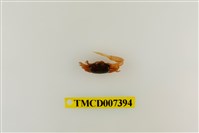 藏品(糾結南方招潮蟹)的圖片